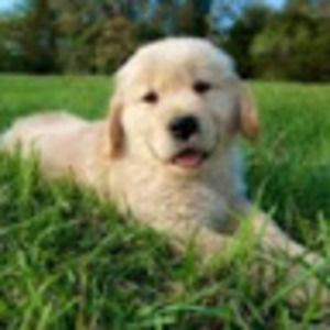 Meet your Posher, Wesley